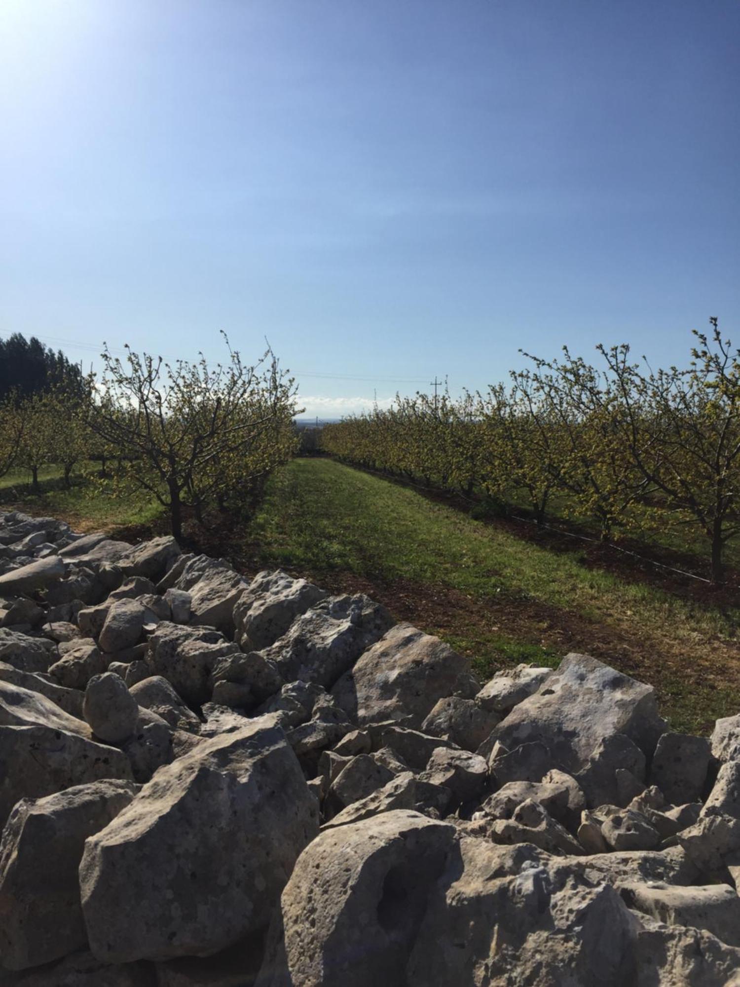 Masseria Gravelle Turi Eksteriør billede